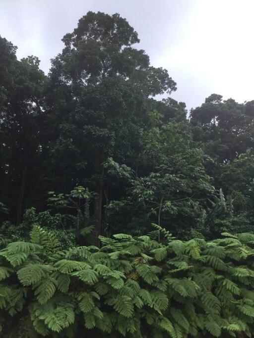 Les Lucioles 1 Beau T2 En Foret Tropicale Avec Acces Piscine Saint-Joseph Exterior photo